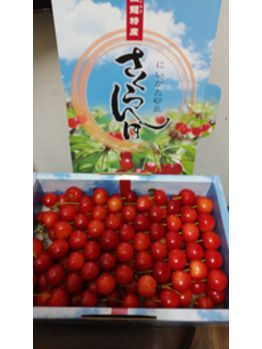 さくらんぼです(^-^)